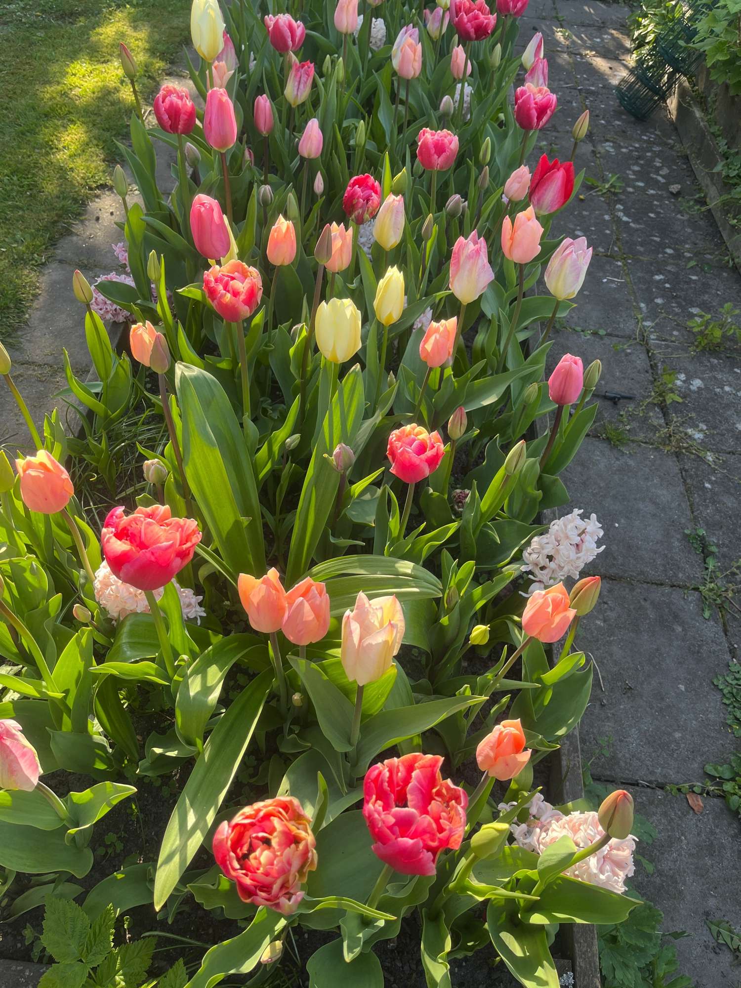 Mélange exclusif 'Svaneke Delight'